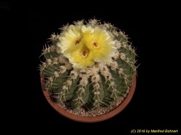 Notocactus (MC) sellowii 1025